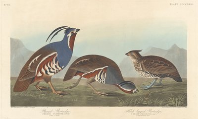 Koroptev opeřená a koroptev tlustonohá, 1838. od Robert Havell