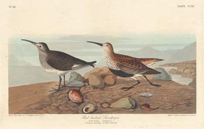 Sandpiper červenohřbetý, 1836. od Robert Havell
