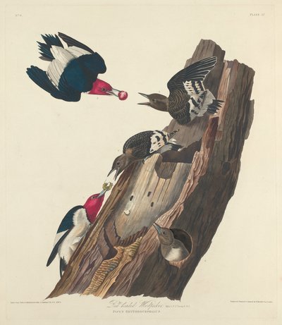 Datel rudohlavý, 1828. od Robert Havell