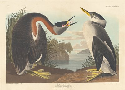 Potápka rudokrká, 1836. od Robert Havell