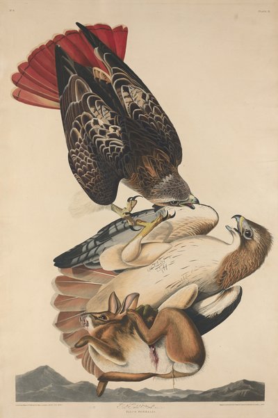 Red Tailed Hawk, 1829. od Robert Havell