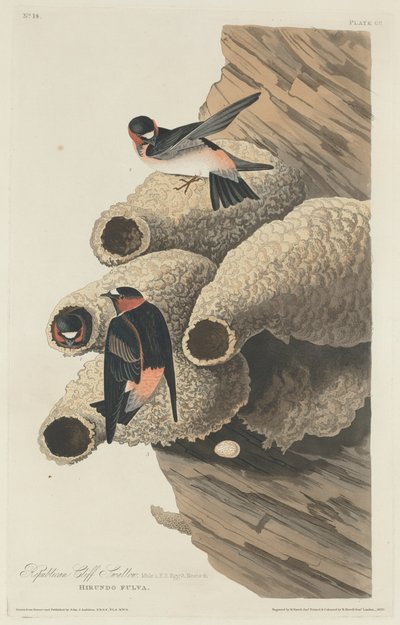 Republikánská Cliff Swallow, 1829. od Robert Havell