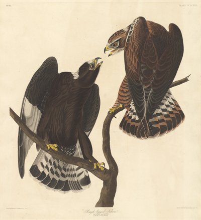 Sokol drsnonohý, 1838. od Robert Havell