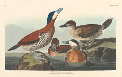 Ruddy Duck, 1836. od Robert Havell