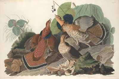 Ruffed Grouse, 1828. od Robert Havell