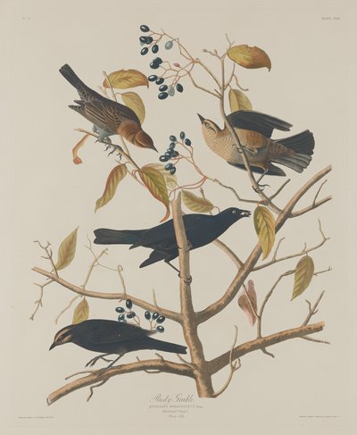 Rusty Grakle, 1833. od Robert Havell