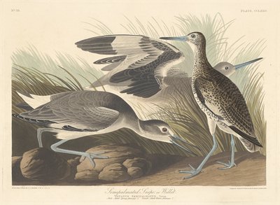 Polopalmovaný Snipe nebo Willet, 1835. od Robert Havell