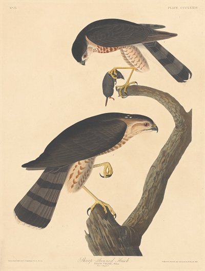Jestřáb s ostrým leskem, 1837. od Robert Havell