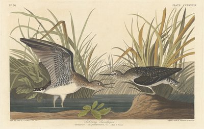 Sandpiper samotář, 1836. od Robert Havell