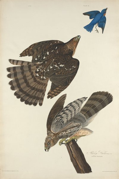 Stanley Hawk, 1828. od Robert Havell