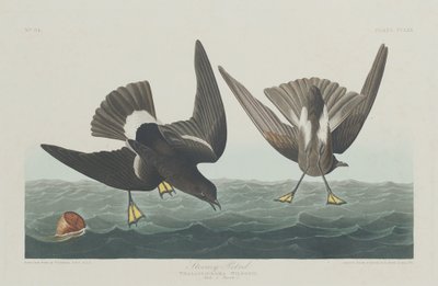Bouřlivák, 1835. od Robert Havell