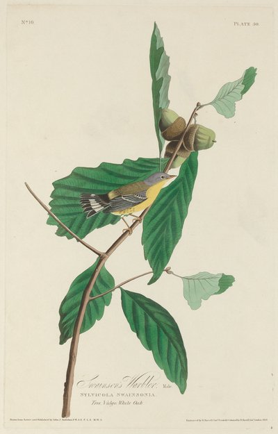 Swainsonův pěnice, 1828. od Robert Havell