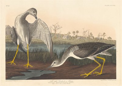 Tell-tale Godwit, 1836. od Robert Havell