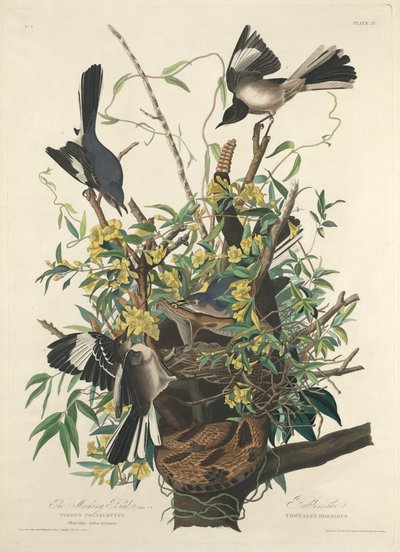 Mocking Bird, 1827. od Robert Havell