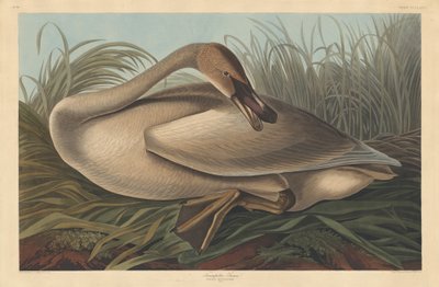 Trumpetista Swan, 1837. od Robert Havell