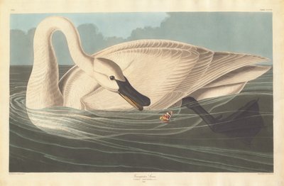 Trumpetista Swan, 1838. od Robert Havell