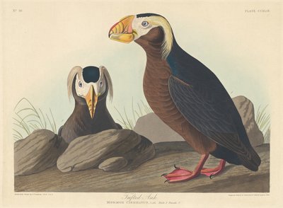 Tufted Auk, 1835. od Robert Havell