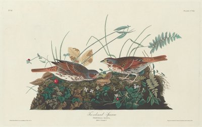 Vrabec dvoubarevný, 1831. od Robert Havell