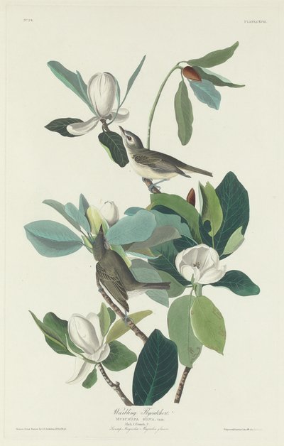 Warbling Flycatcher, 1831. od Robert Havell