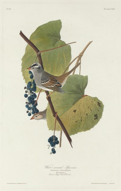 Vrabec bělokorunový, 1831. od Robert Havell