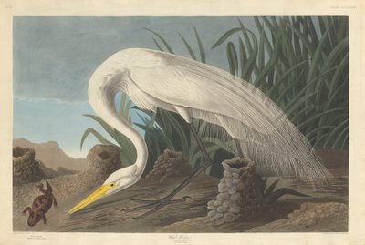 Bílá volavka, 1837. od Robert Havell