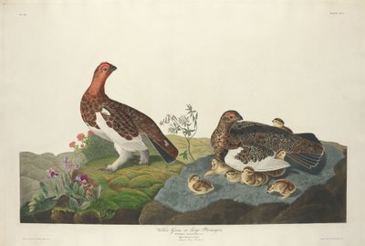 Willow Grous, 1834. od Robert Havell
