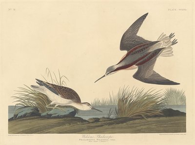 Wilsonův phalarope, 1835. od Robert Havell
