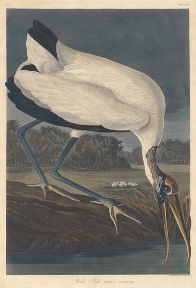 Wood Ibis, 1834. od Robert Havell