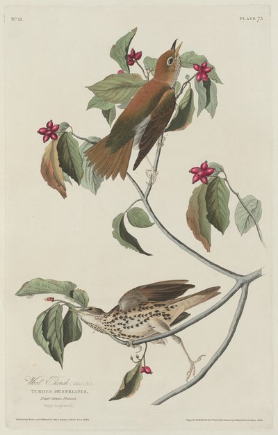 Drozd lesní, 1829. od Robert Havell