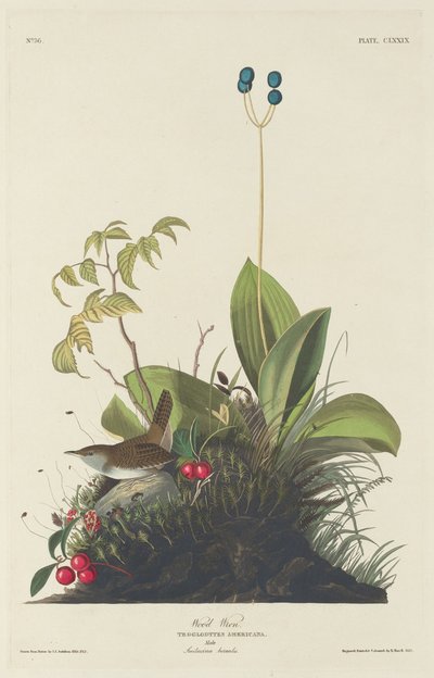 Wood Wren, 1833. od Robert Havell
