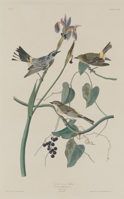 Pěnice žlutokorunová, 1832. od Robert Havell