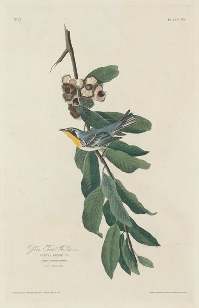 Pěnice žlutohrdlá, 1830. od Robert Havell