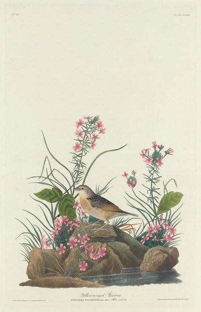 Vrabec žlutokřídlý, 1832. od Robert Havell