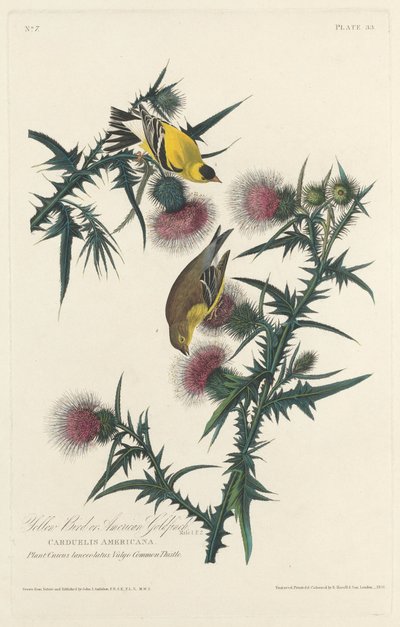 Žlutý pták nebo stehlík americký, 1828. od Robert Havell