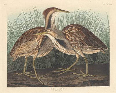 Bittern americký od Robert Havell after John James Audubon