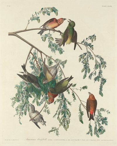 Americký Crossbill od Robert Havell after John James Audubon