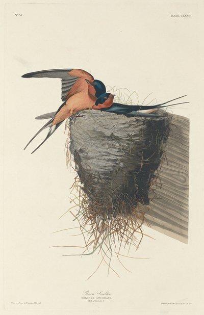 Vlaštovka stodola od Robert Havell after John James Audubon