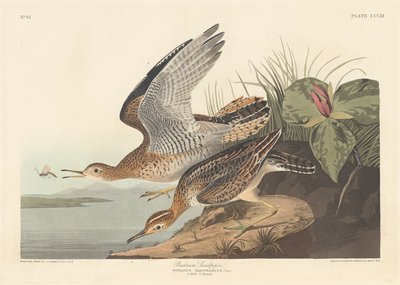Bartram Sandpiper od Robert Havell after John James Audubon