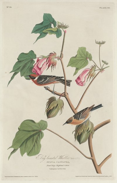 Pěnice hnědá od Robert Havell after John James Audubon