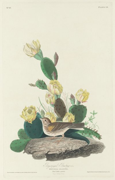 Strnad hnědokřídlý od Robert Havell after John James Audubon