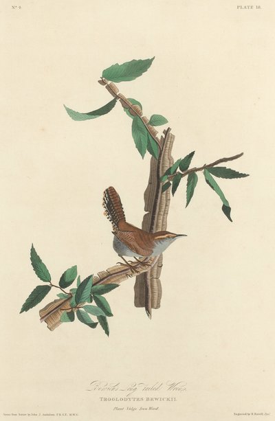 Bewickův střízlík dlouhoocasý od Robert Havell after John James Audubon