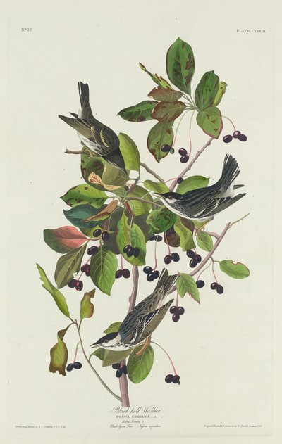 Pěnice černá od Robert Havell after John James Audubon
