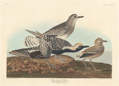 Kulík černobřichý od Robert Havell after John James Audubon
