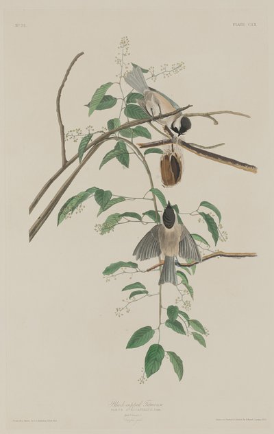 Sýkora černotemenná od Robert Havell after John James Audubon