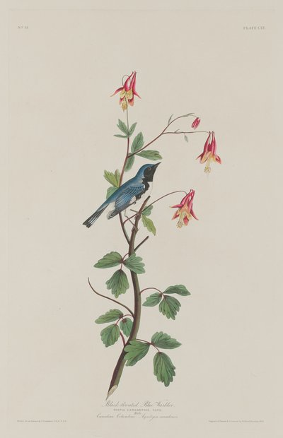 Pěnice modrokrká od Robert Havell after John James Audubon