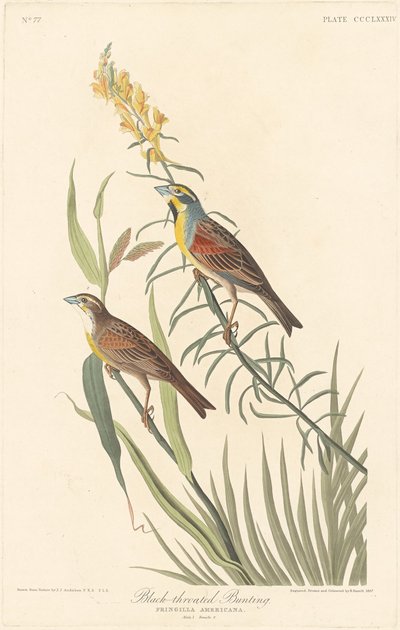 Strnad černohrdlý od Robert Havell after John James Audubon