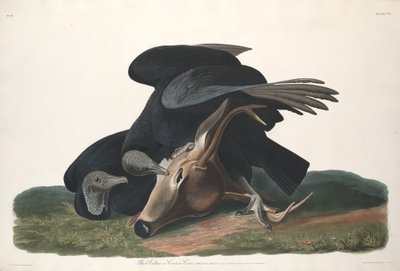 Černý sup od Robert Havell after John James Audubon