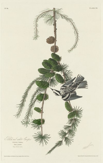 Black and White Creeper od Robert Havell after John James Audubon