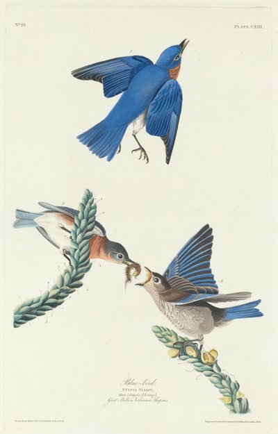 Modrý pták od Robert Havell after John James Audubon