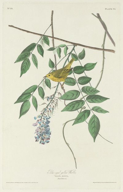 Pěnice modrooká žlutá od Robert Havell after John James Audubon